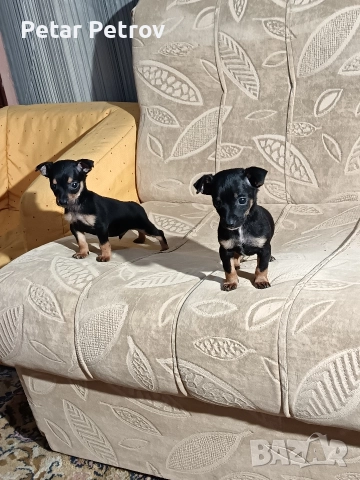 Пинчер мини , снимка 2 - Пинчер - 52934252