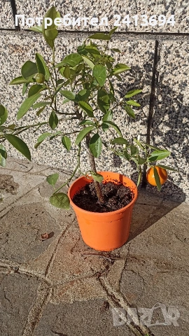 каламондин