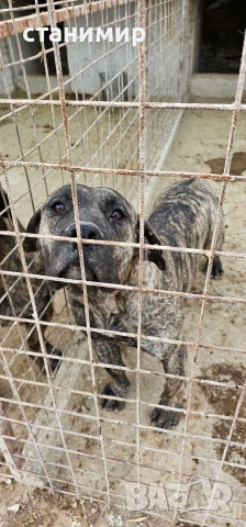 млади кучета, снимка 6 - Други - 54254500