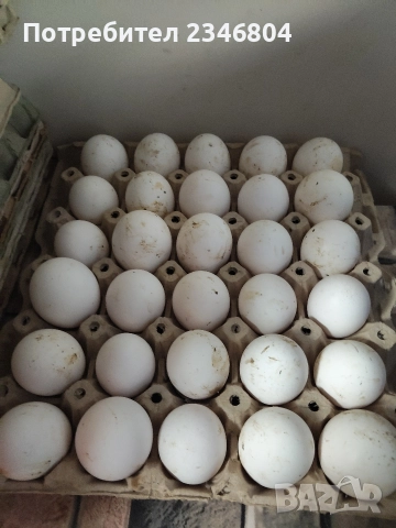 оплодени яйца от бял легхорн , снимка 2 - Кокошки и пуйки - 52956981