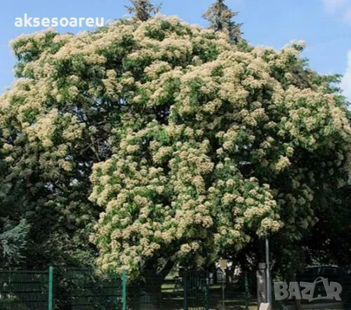 Фиданки от медоносното дърво на пчеларя Еводия Даниели разсад дръвчета за медосбор, снимка 6 - Разсади - 49271875