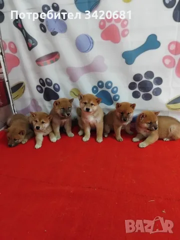 Шиба ину Shiba inu, снимка 3 - Шиба ину - 55902662