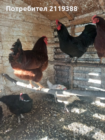 Родайланд на 7 м 2 бр