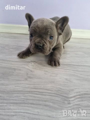 френски булдог момче , снимка 2 - Френски булдог - 52834567