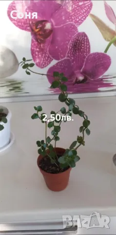 Каскадно каланхое, снимка 8 - Стайни растения - 44175683