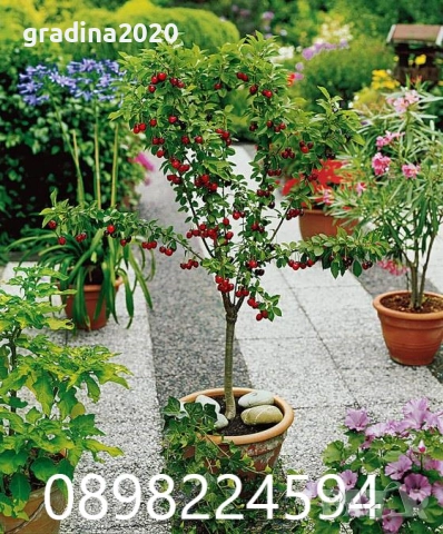 Мини Дръвчета, снимка 5 - Разсади - 49334597