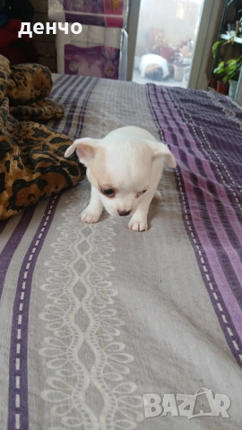 продавам чихопинчери, снимка 3 - Чихуахуа - 53018536