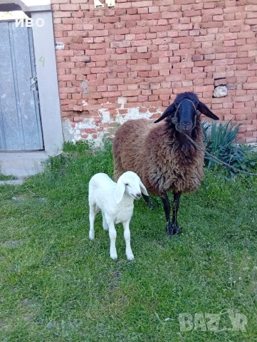 овце, снимка 3 - Овце - 54346374