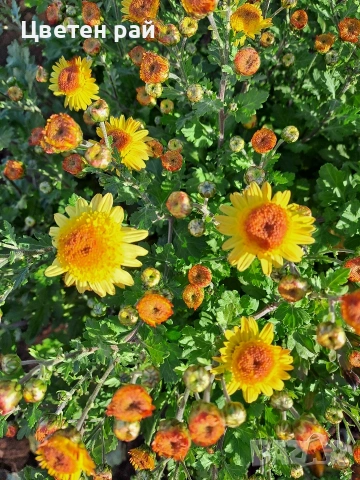 Разсад хризантеми , снимка 13 - Градински цветя и растения - 54010299