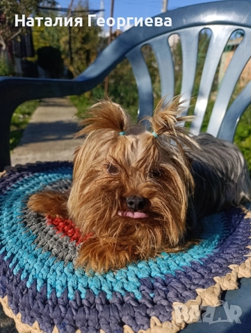 Продавам мъжки мини йоркширски териер на година и половина, снимка 1