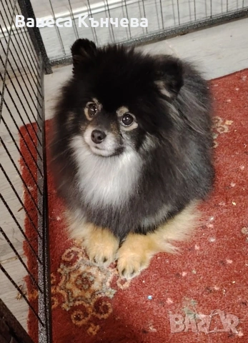 померан, снимка 2 - Померан - 53275859