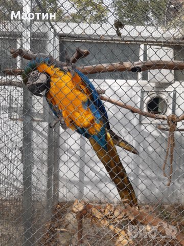 Синьожълта ара, снимка 1