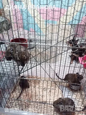 КАТЕРИЧКИ ДЕГУ, снимка 8 - Други - 48394691