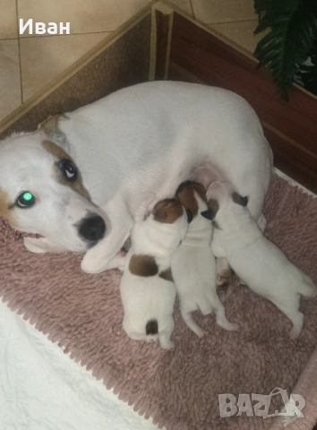 Джак Ръсел териер, снимка 2 - Джак ръсел териер - 53046346