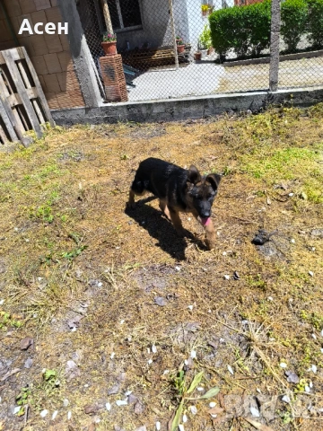 Чисто кръвна Немска овчарка на 4 месеца женска , снимка 8 - Немска овчарка - 54319285