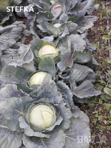 Зеле семена , снимка 2 - Сортови семена и луковици - 53976408