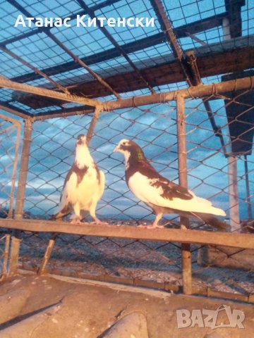 Гълъби високолетачи ПАЗАРДЖИШКИ !, снимка 9 - Гълъби - 30137762