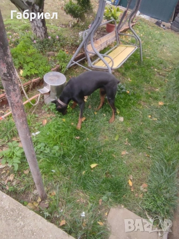Куче доберман, снимка 4 - Доберман - 52183998
