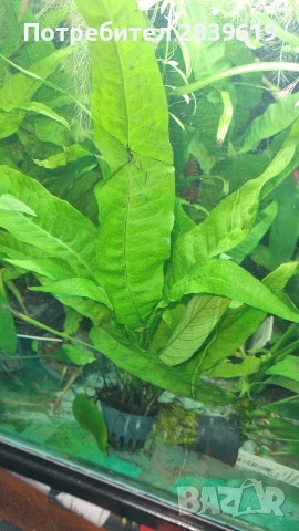 Аквариумни растения , снимка 15 - Рибки - 52689013