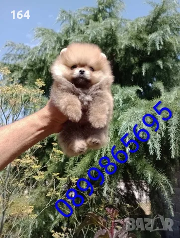 Мъжки мини Померан. , снимка 7 - Померан - 55875941