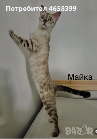 Бенгалска котка, снимка 5 - Бенгалски - 53904803