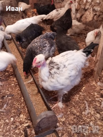 петлета и пилета различни породи , снимка 4 - Кокошки и пуйки - 44159031