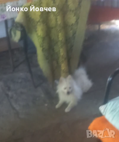 Немски шпиц  , снимка 12 - Немски шпиц - 50529986