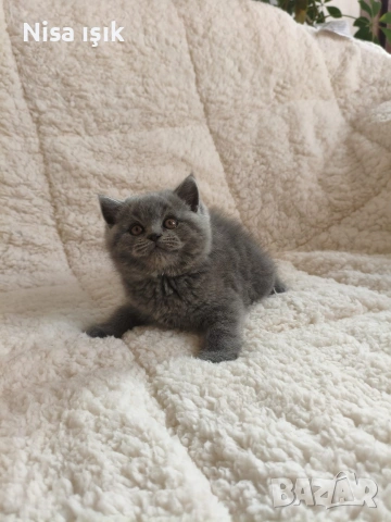 момче не е красив просто е уникален , снимка 3 - Британска късокосместа - 53880029