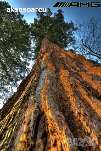 Нови Екзотични 15 семена от гигантска секвоя мамутово дърво sequoiadendron giganteum за декорация, снимка 9 - Сортови семена и луковици - 50223558