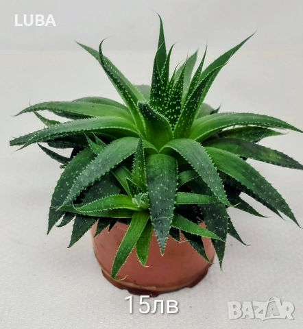 алое Аристата, снимка 9 - Стайни растения - 43375734