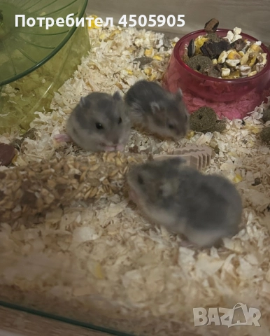 Мини хамстери, снимка 3 - Хамстери - 52541692