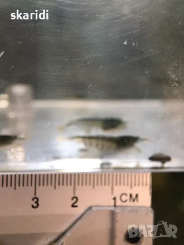 Аманови скариди собствено производство, снимка 7 - Рибки - 39301806