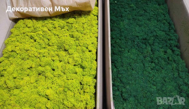 ПРЕМУИМ декоративен скандинавски стабилизиран мъх - на едро и дребно, снимка 8 - Декорация за дома - 31836832