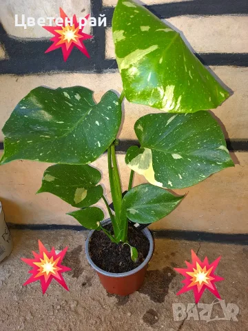 Комплект от три вида monstera, може и по отделно, снимка 14 - Стайни растения - 56123987