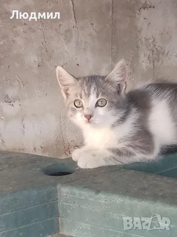 Котета подарявам!!!, снимка 11 - Други - 55702226