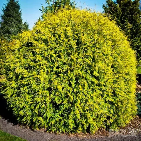 Златиста кълбовидна туя, снимка 4 - Градински цветя и растения - 51105203