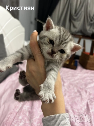 Британската късокосместа, снимка 3 - Британска късокосместа - 52415995