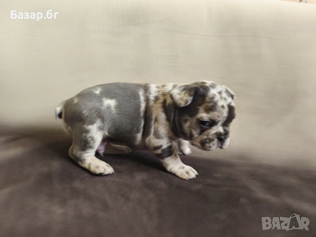 Френски булдочета ( флъфи ген), снимка 8 - Френски булдог - 53719888