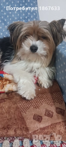 Йоркширски териер, снимка 5 - Йоркширски териер - 53147355