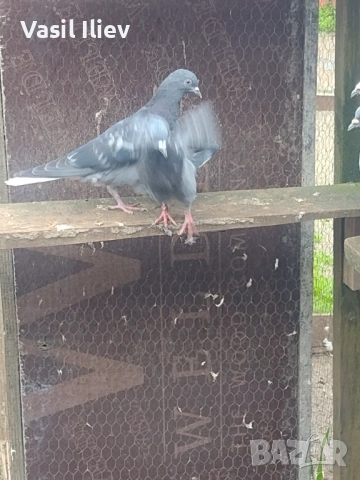 Има Бодан шанан Раде Матик кинчати 30 евро за бройка , снимка 9 - Гълъби - 54014898