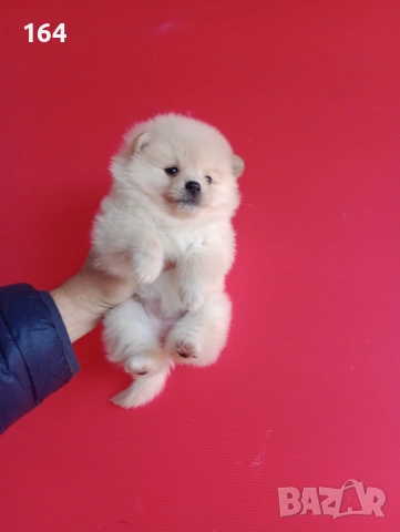 Померани. Реални снимки!, снимка 8 - Померан - 53095787