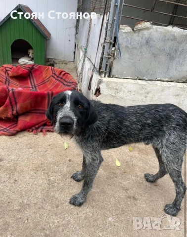 Продавам дратхаар, снимка 3 - Дратхаар - 53154150