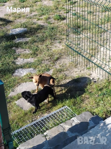 Пинчери , снимка 5 - Пинчер - 53275777