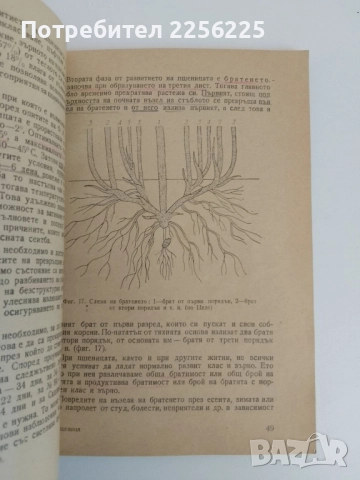 Пшеница, снимка 7 - Специализирана литература - 51520173