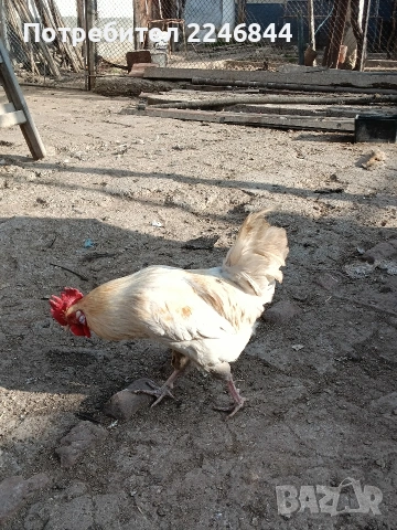 Продавам млади петлета само за 7,50, снимка 2 - Кокошки и пуйки - 53942038