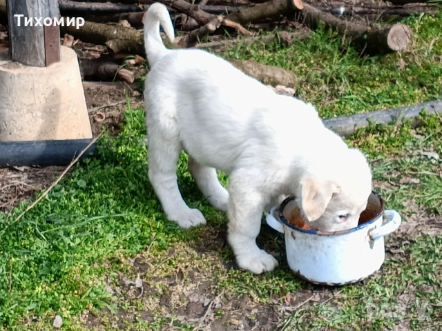 Алабай , снимка 11 - Алабай - 53407632