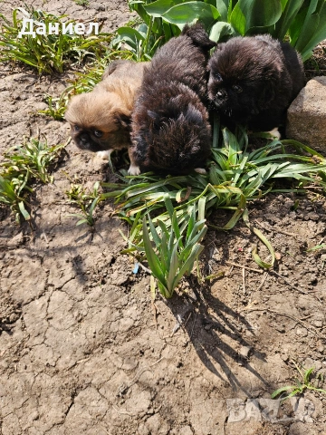 пекинези, снимка 6 - Пекинез - 53982097