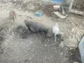 виатнамски прасета, снимка 4