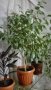 Бенджамин Фикус 150 см., снимка 2