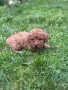 Той пудел / Toy poodle, снимка 4